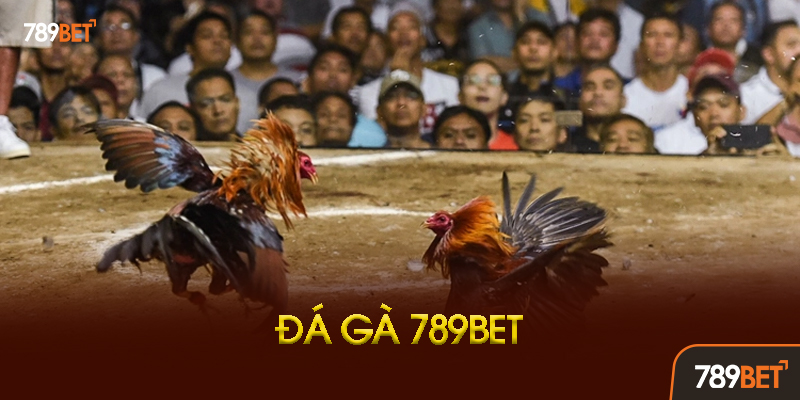 Đá Gà 789bet Là Gì? Tại Sao Lại Hot Đến Vậy?